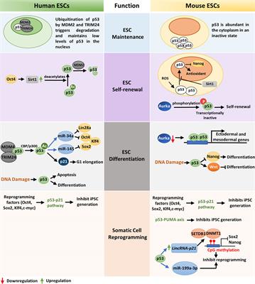 Cancer Stemness: p53 at the Wheel